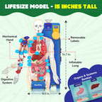 Smartivity Interactive Human Body Model for Kids 8-14 Years I  Birthday/Christmas Gift for Boys & Girls