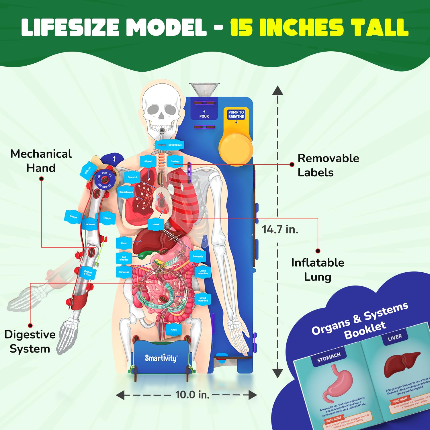 Smartivity Interactive Human Body Model for Kids 8-14 Years I  Birthday/Christmas Gift for Boys & Girls
