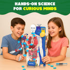 Smartivity Interactive Human Body Model for Kids 8-14 Years I  Birthday/Christmas Gift for Boys & Girls