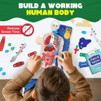 Smartivity Interactive Human Body Model for Kids 8-14 Years I  Birthday/Christmas Gift for Boys & Girls